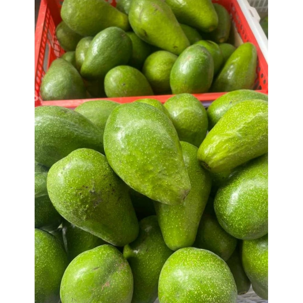 

Alpukat Mentega