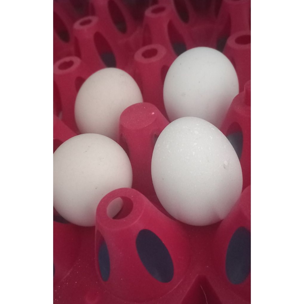 

Telur ayam elba fertil bisa ditetaskan pakai mesin penetas