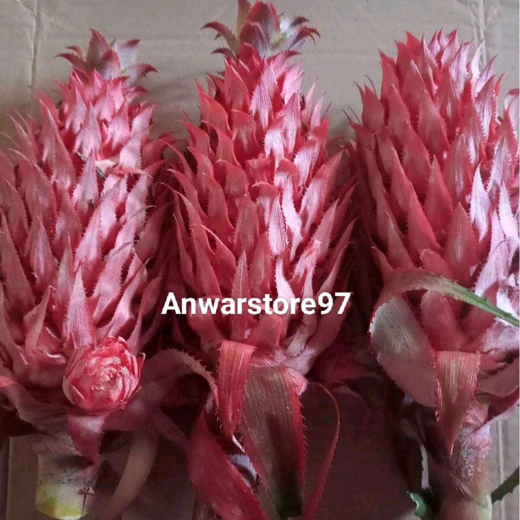 

Nanas Merah Muda Nanas Hutan Segar Per 1Kg