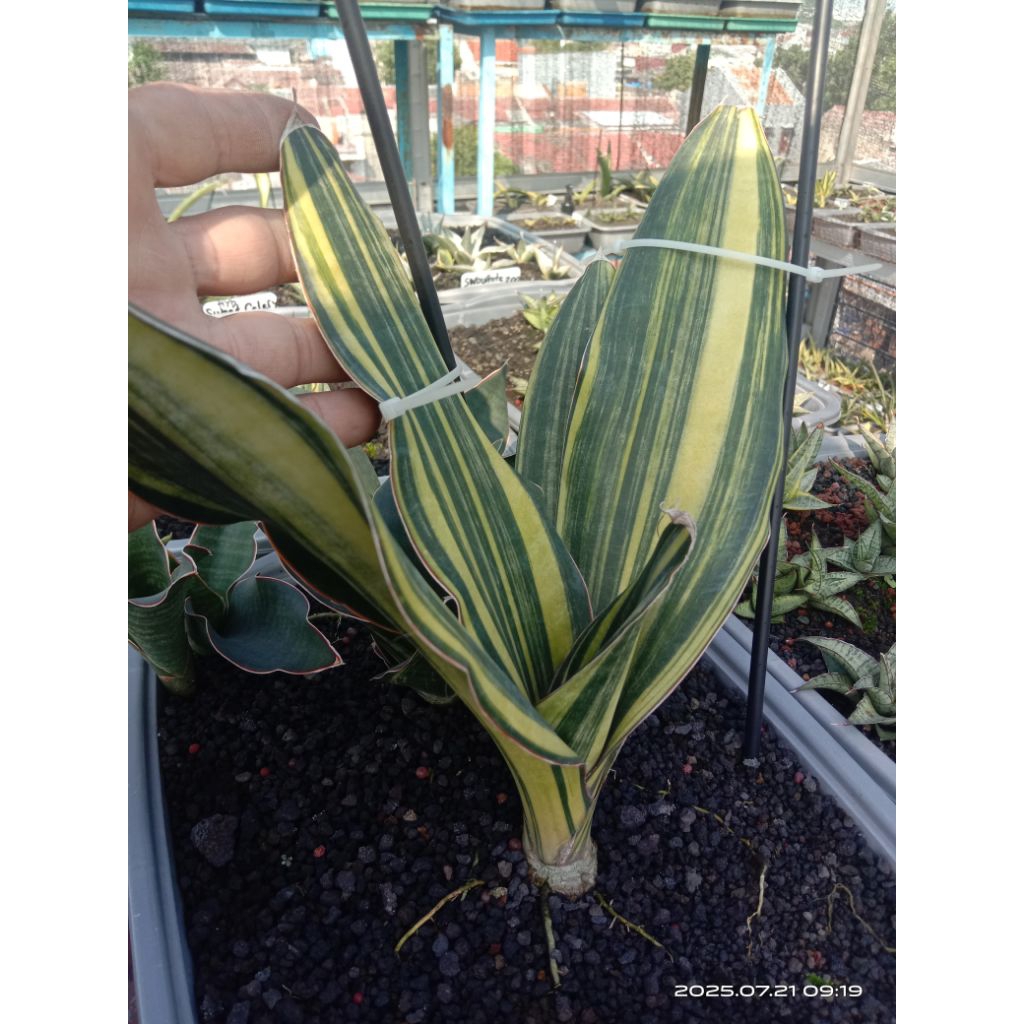 sansevieria black rose variegata / lidah mertua black rose