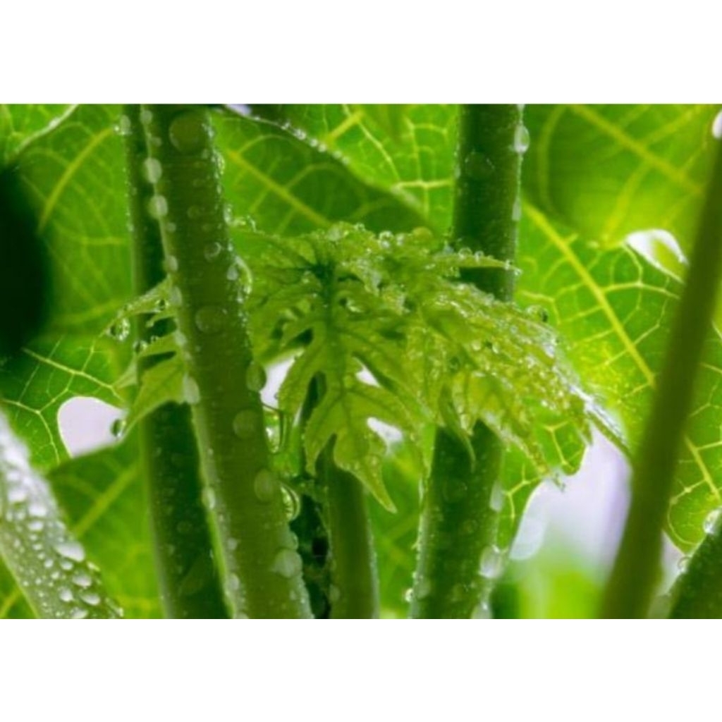 

Daun pepaya muda segar langsung petik 500 gram