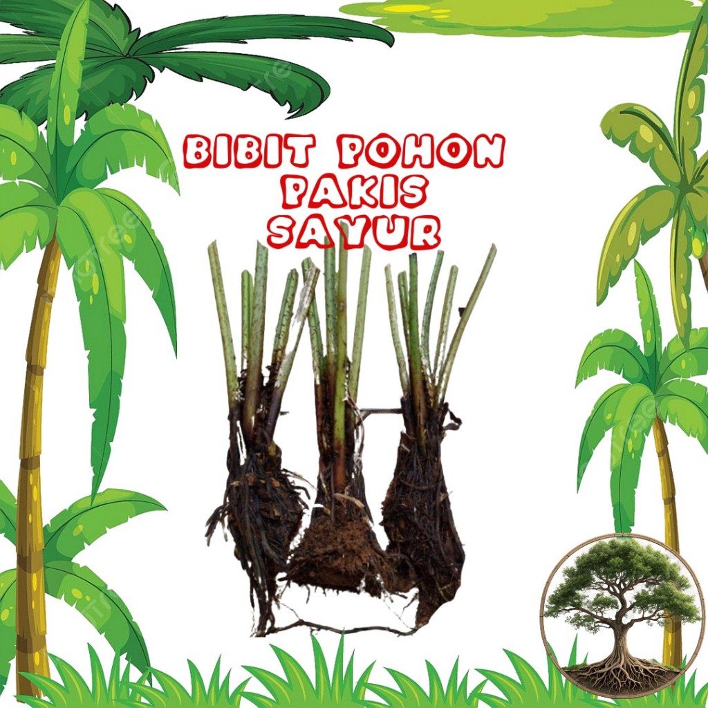 

Bibit pakis sayur siap tanam