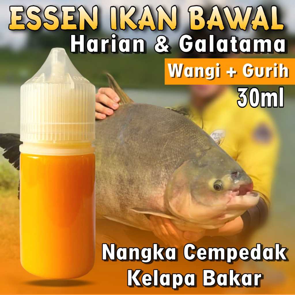 Essen Ikan Bawal Harian Galatama Paling Gacor Trabas Siang & Malam Cocok Disemua Media Umpan