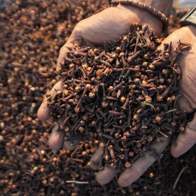 

Cengkeh Kering Asli Premium Rempah Masakan Herbal Alami