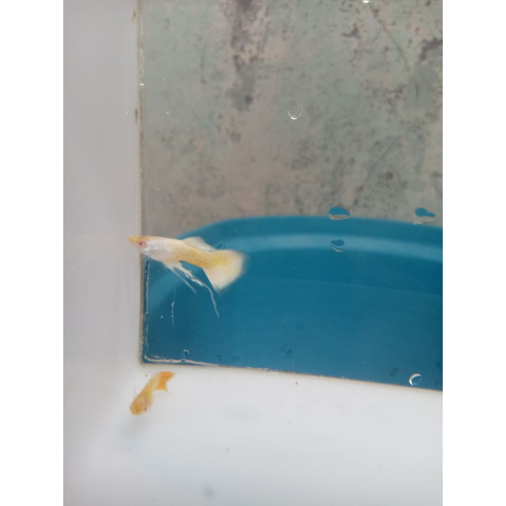 HIASAN AKUARIUM GUPPY ALBINO GOLD RIBON