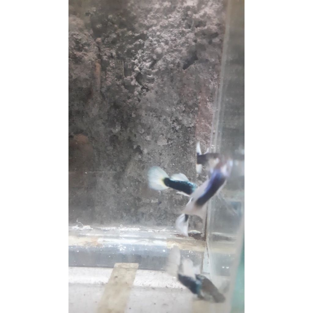 guppy hb.pastel white