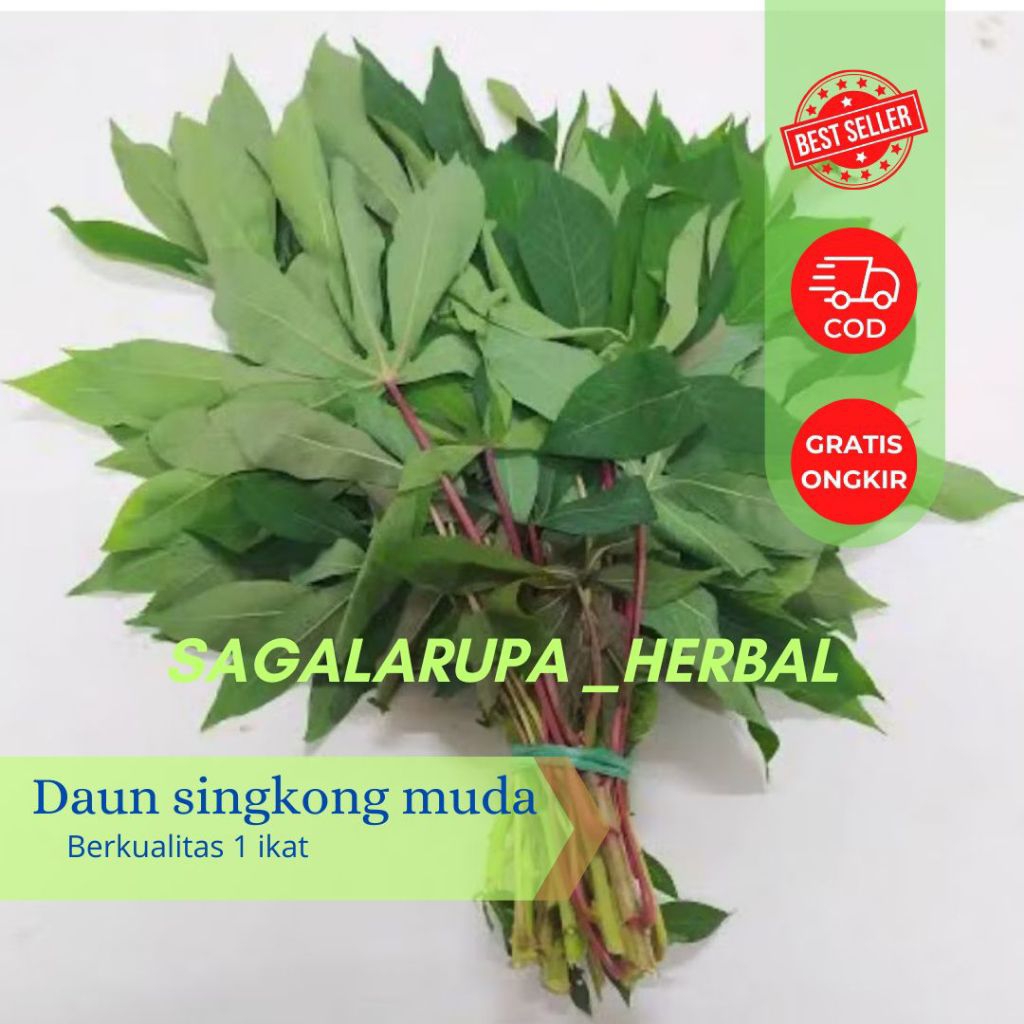 

Termurah!! Daun singkong muda segar di petik langsung