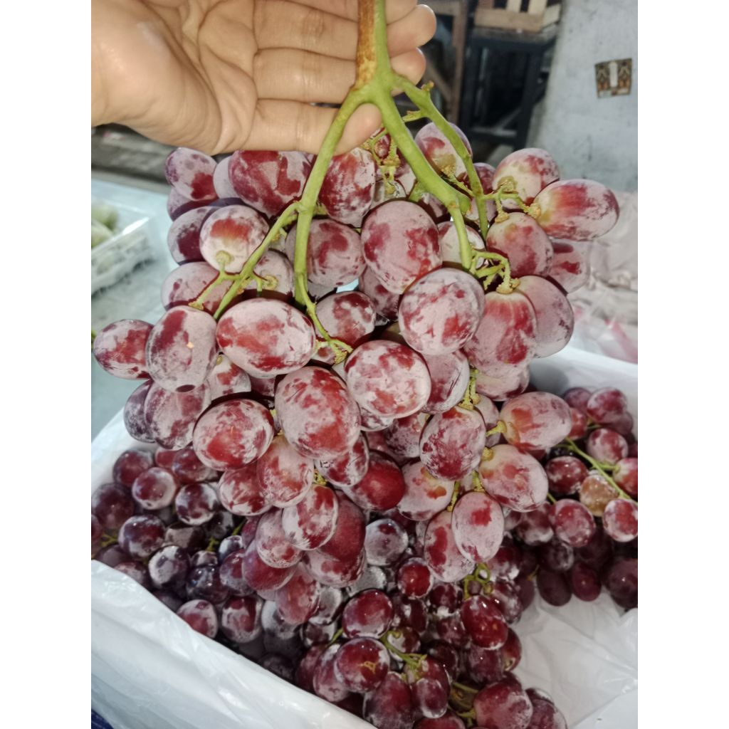 

Anggur Merah Import
