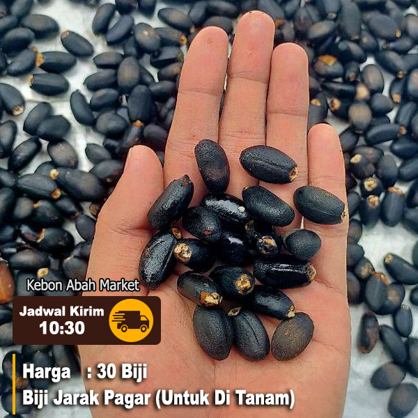 Biji Buah Jarak 30 Pcs Siap Tanam
