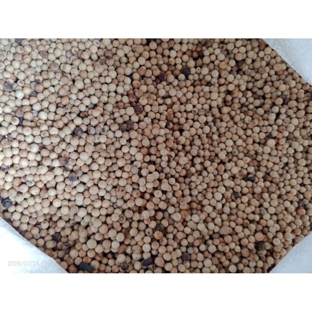 

LADA BIJI / LADA BUTIR