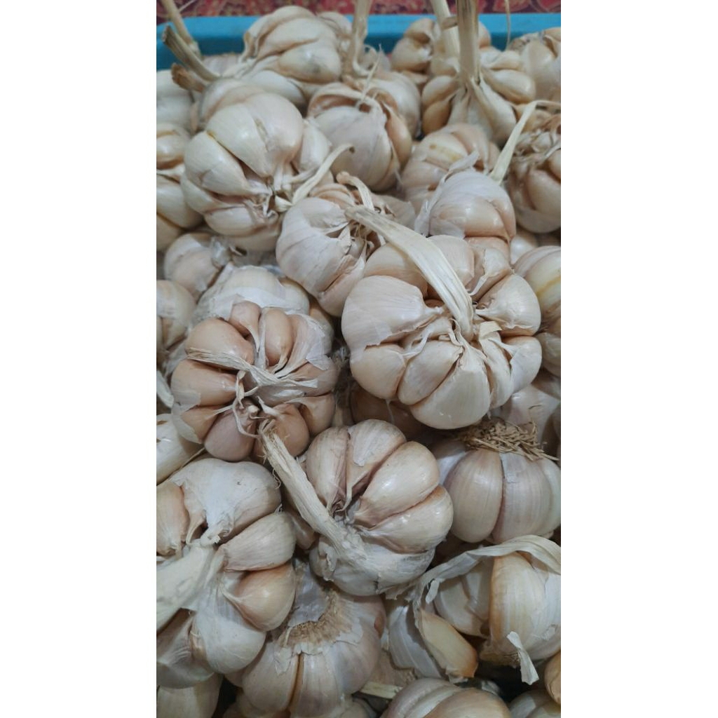

Bawang putih segar bawang putih sinco