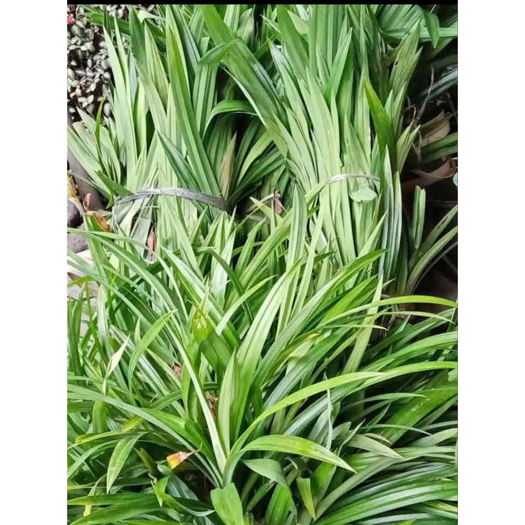 

Daun pandan segar petik dadakan kemasan 500grm