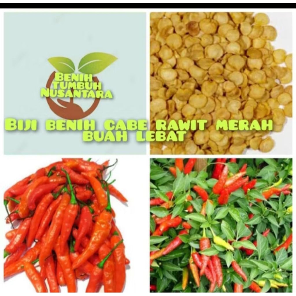 

cabai rawit isi 50 biji