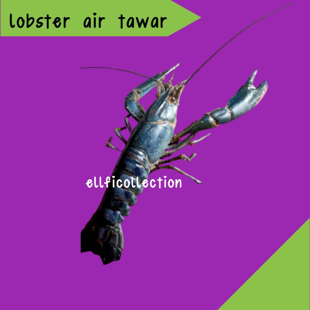 

Buku gambar redclaw Lobster air tawar 3 inchi