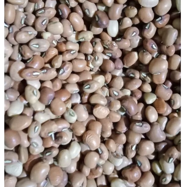 

KACANG TUNGAK/KACANG TOLO