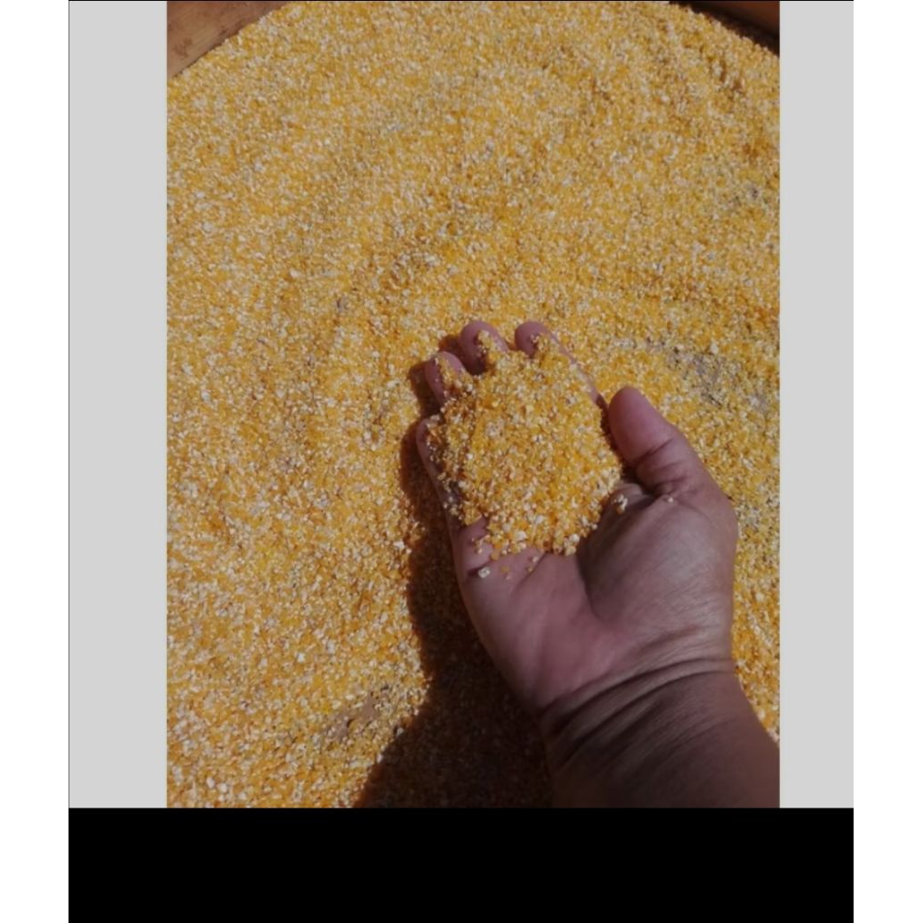 

jagung giling beras jagung jagung pecah jagung lembut tepung jagung