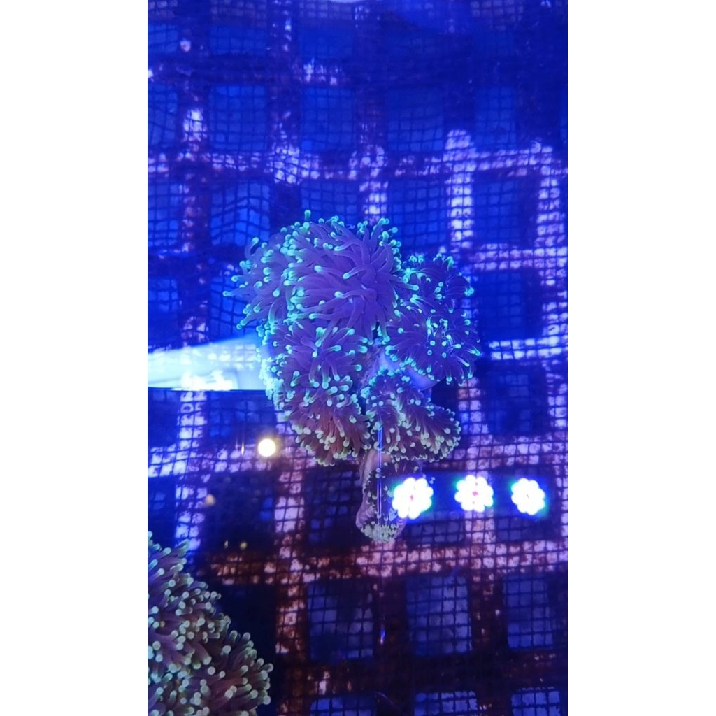 

SOFTCORAL KARANG ANAMUN UNGU TIP HIJAU