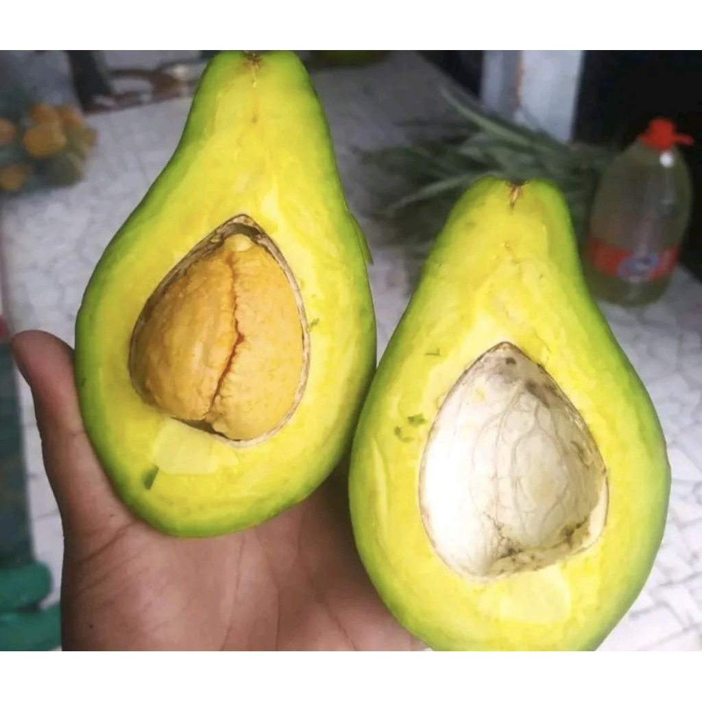 

Alpukat Mentega asli Muria 1 Kg