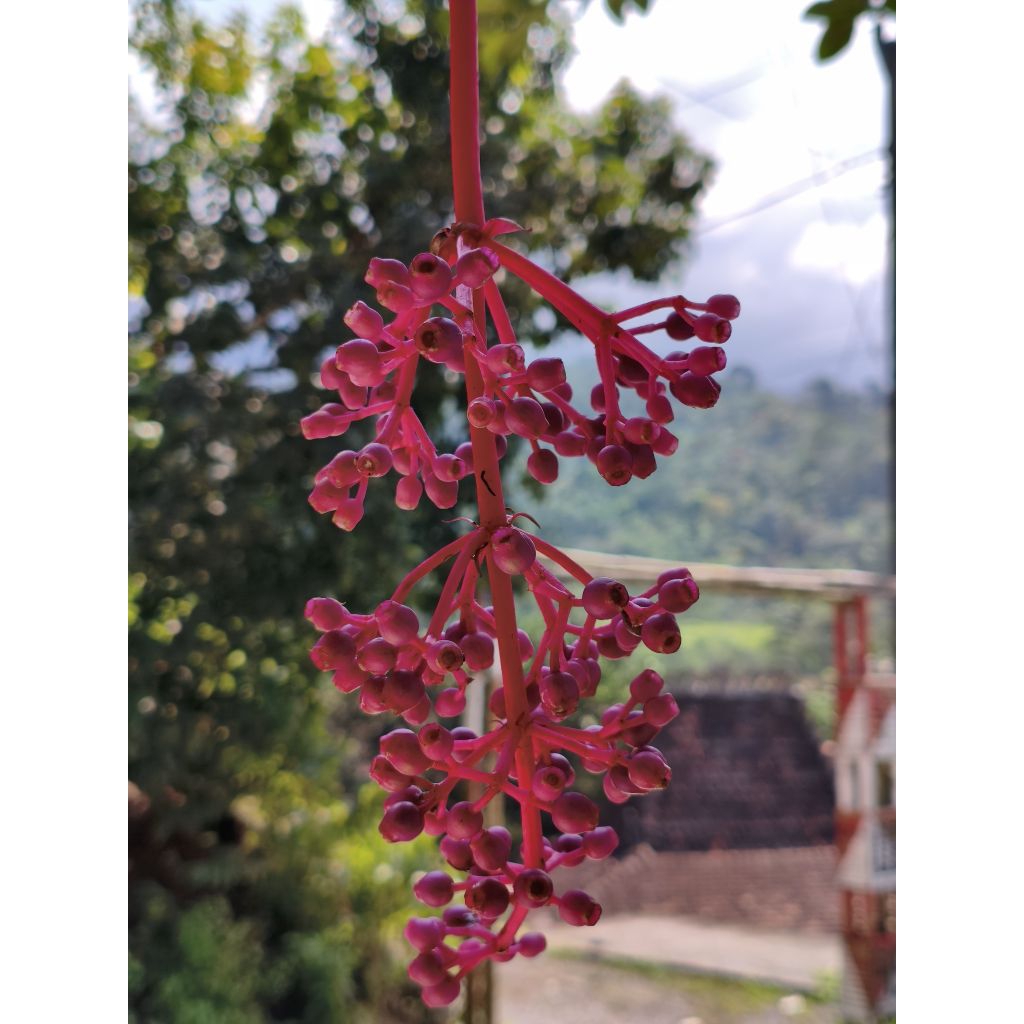 

250 gr - buah parijoto asli gunung Muria bagus untuk promil