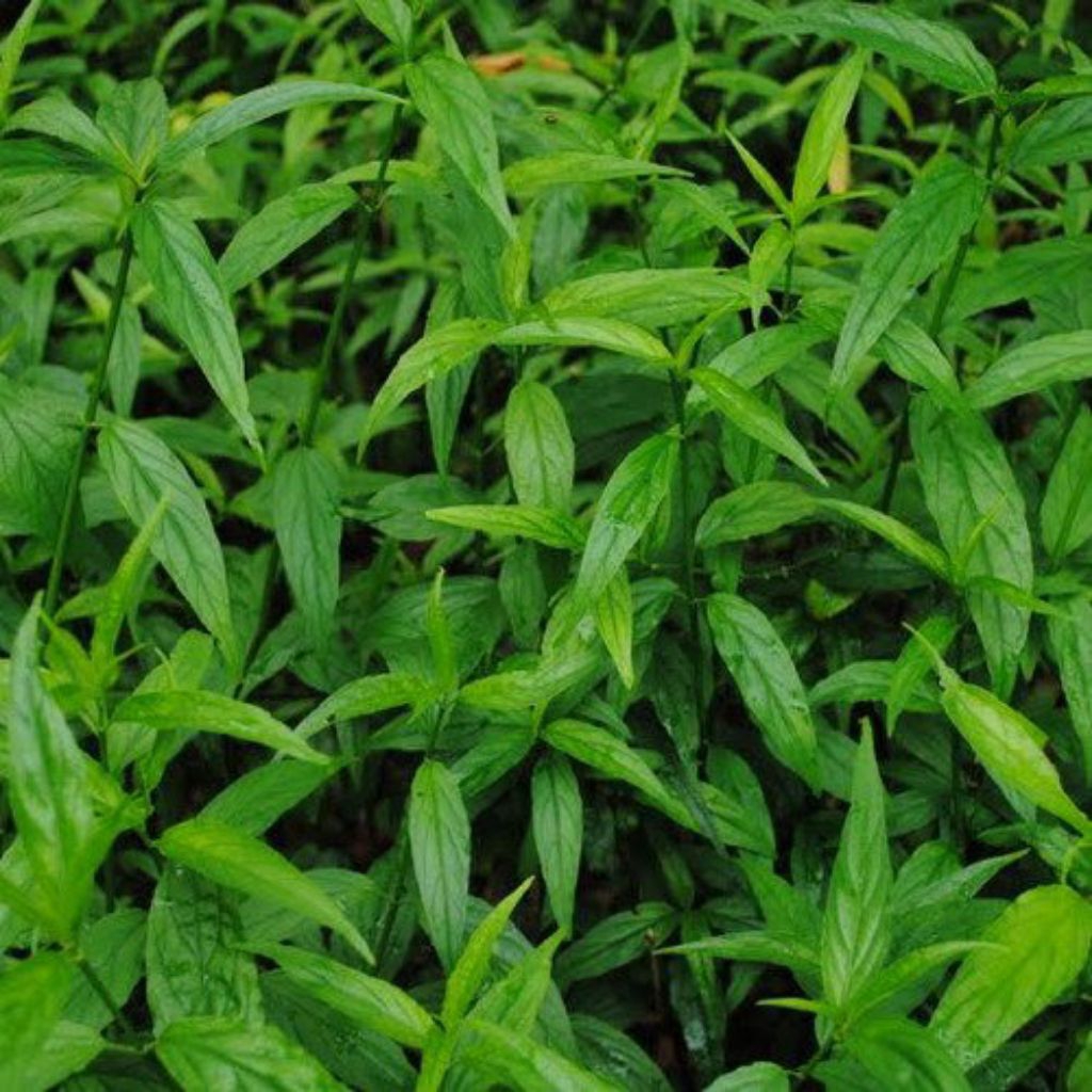 

1kg Daun Belalai gajah segar fresh daun kalingsir segar