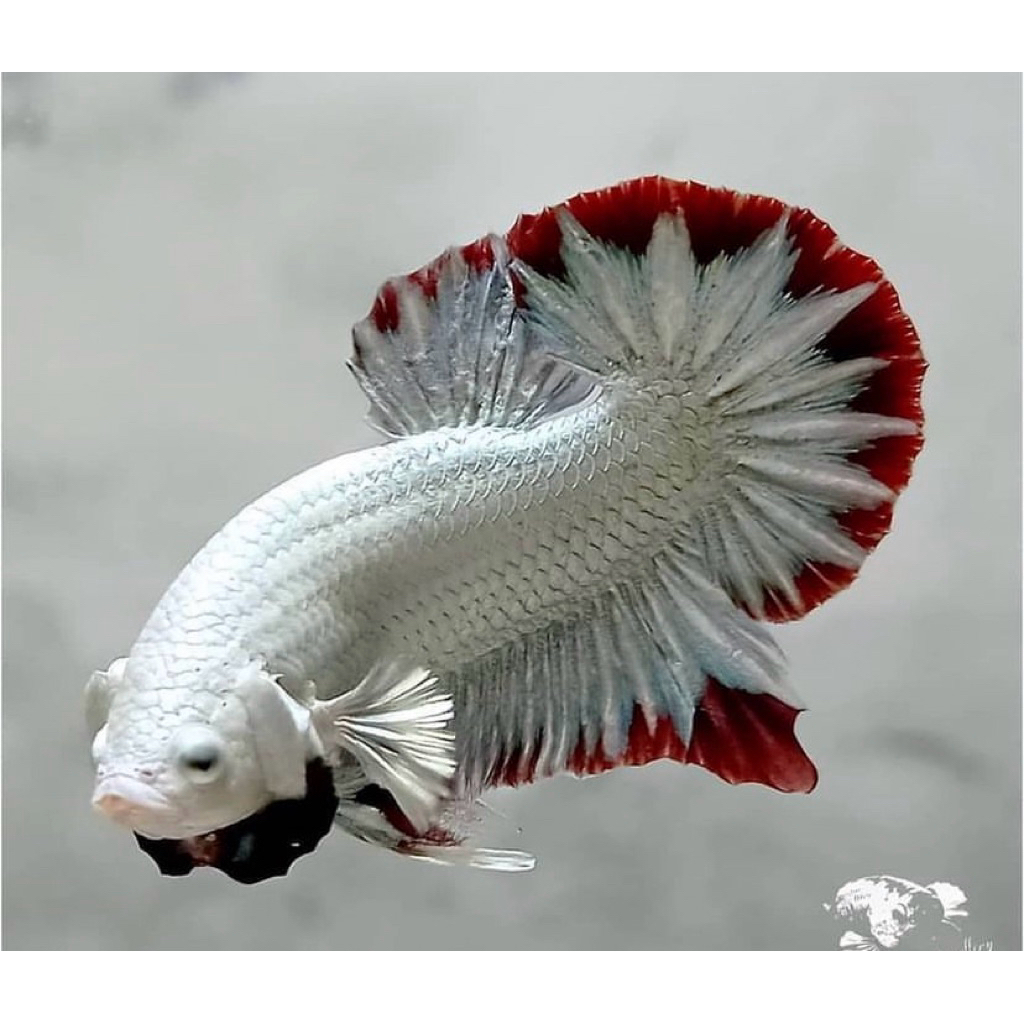 cupang red dragon snow asli, kualitas terjamin, jantan dan galak