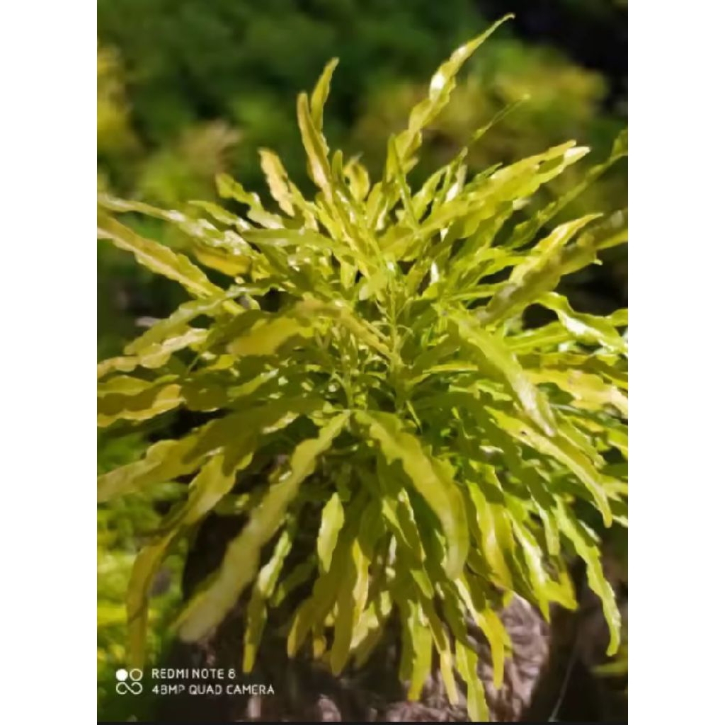 

bunga brokoli (kuning)