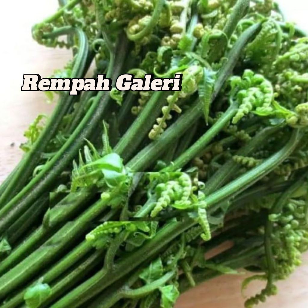 

DAUN PAKIS MUDA 1 KG / SAYUR PAKIS