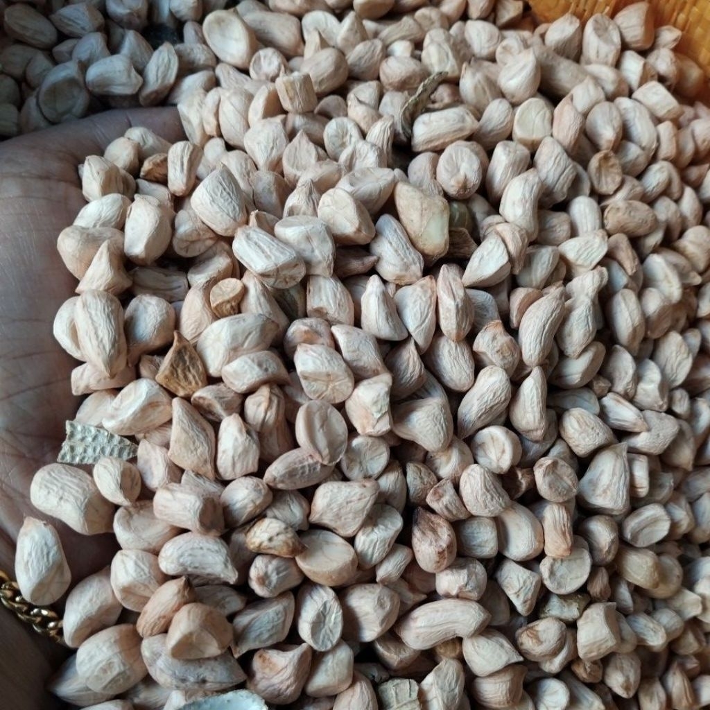 

Kacang Tanah pertanian