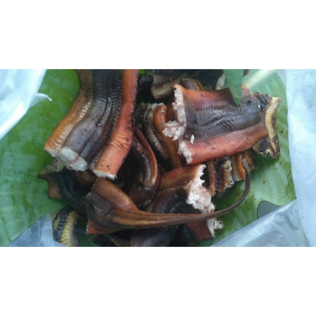 

Belut dan ikan gabus