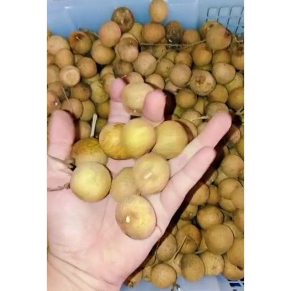 

Kelengkeng Jumbo, manis dan tebal dagingnya