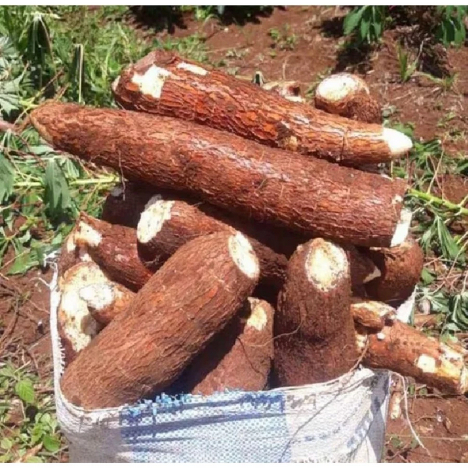 

Singkong mentega mentah untuk Bahan Keripik Kering Bulat - Singkong Mentah 1 Kg