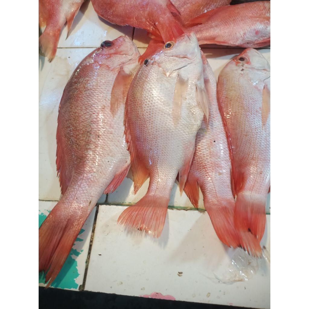 

Kakap Merah Fresh 1 kg