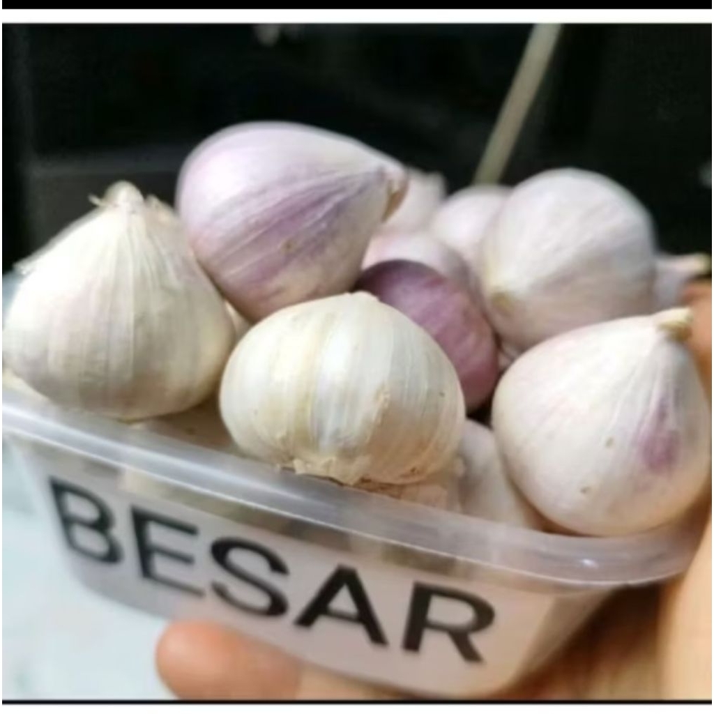 

Bawang putih tunggal besar 500 Gram