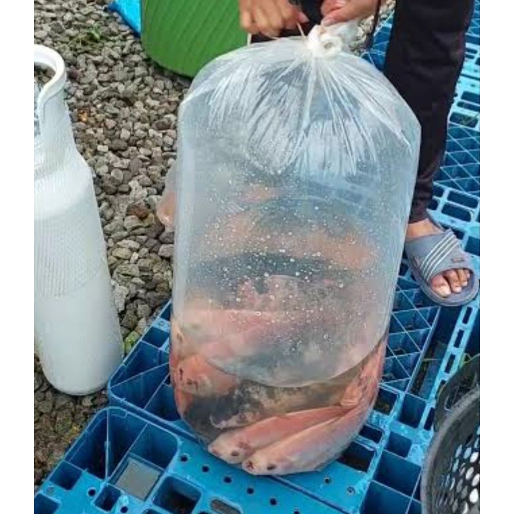 

Paket ikan mas konsumsi hidup 5kg pesan malam di kirim pagi