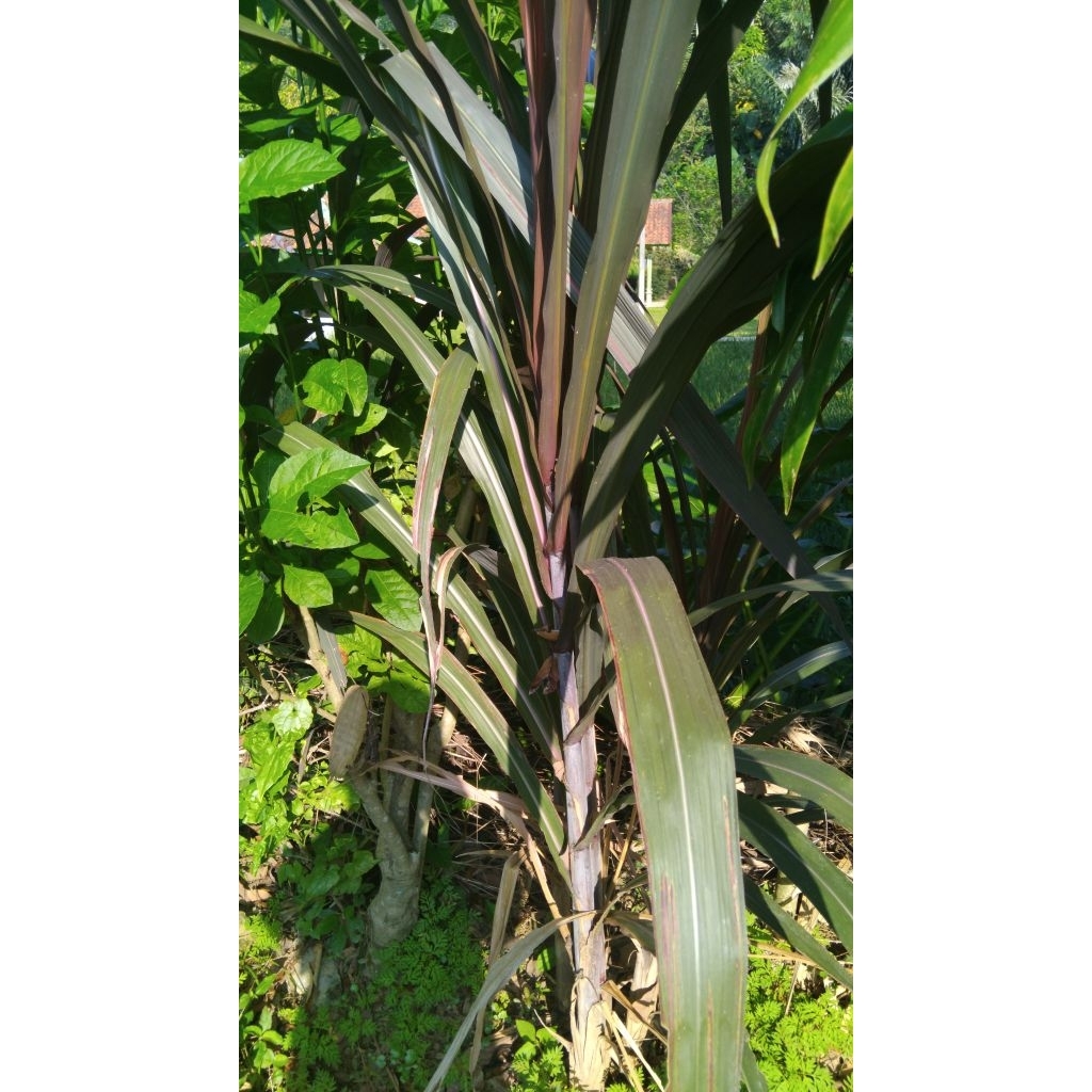 

Daun tebu hitam 10 lembar segar