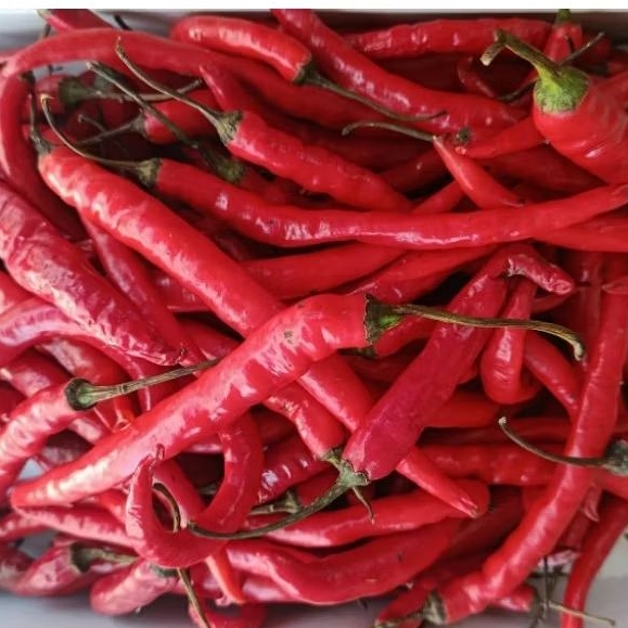 

Cabe Merah Besar 1 kg - khusus pengiriman instan Surabaya