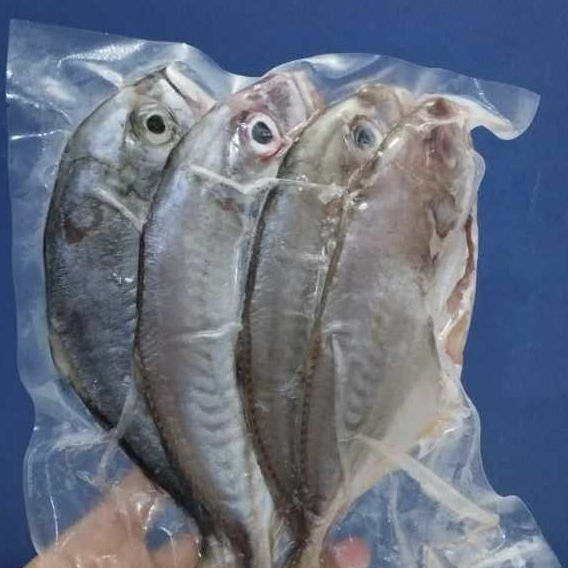 

Ikan Kuwe Mentah Fresh Frozen Segar
