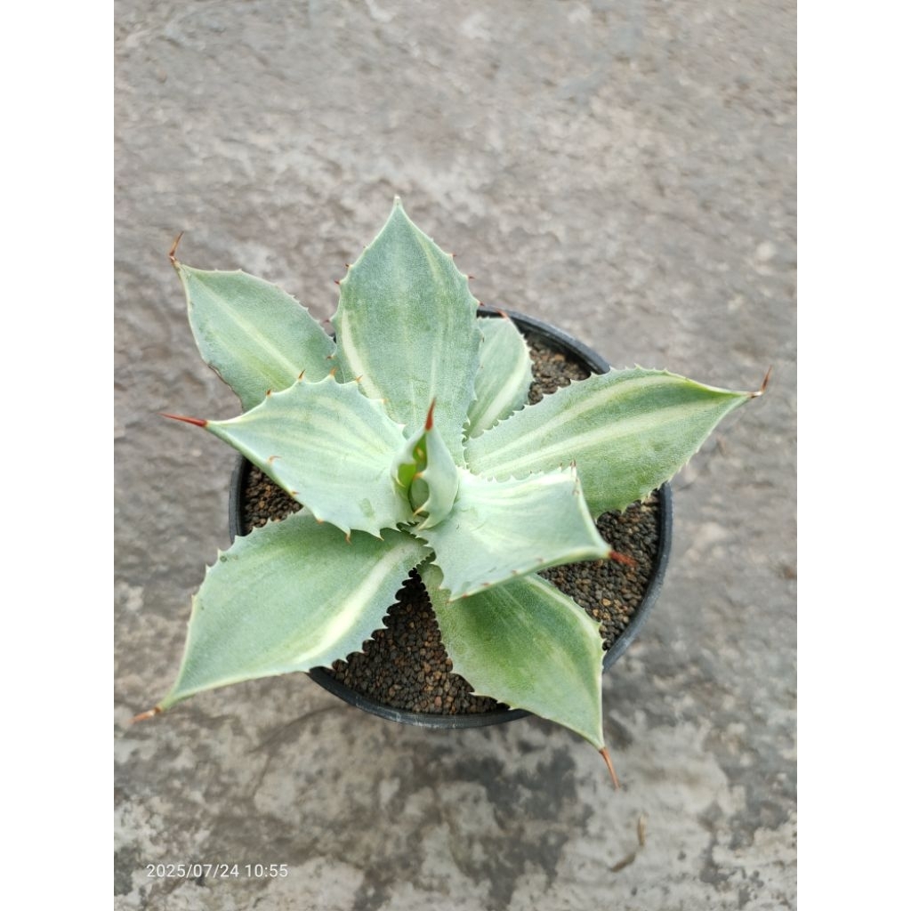 agave istimenshis varigata