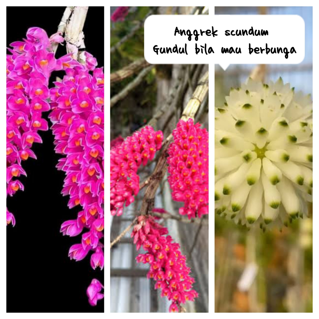 Anggrek scundum ||Anggrek sikat || Anggrek siap berbunga