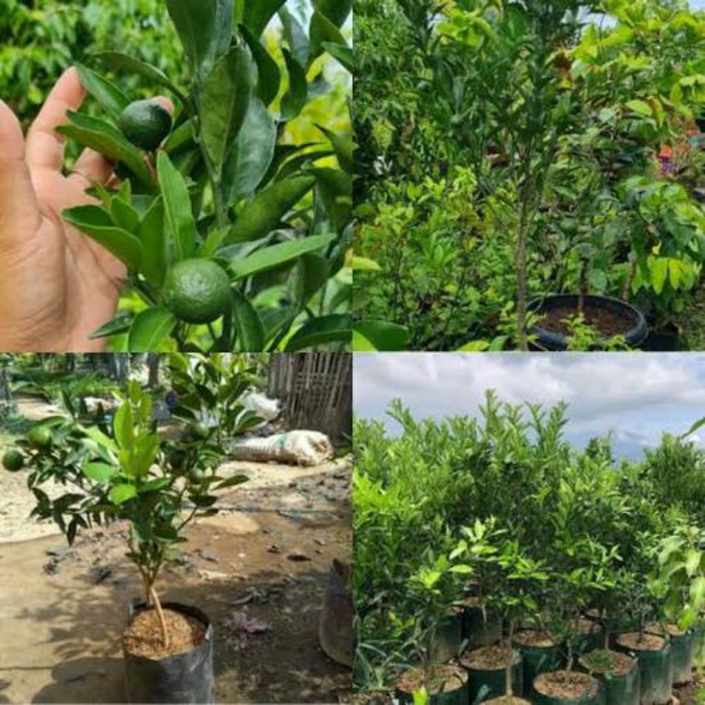 

BIBIT JERUK SANTANG MADU