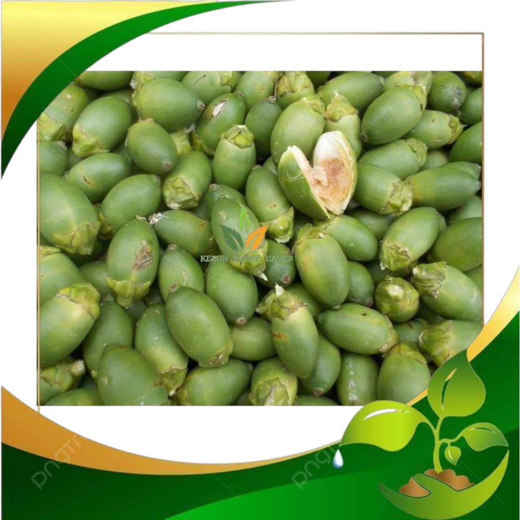 

1kg pinang muda segar/jamu pinang muda dalamnya Masih berair bisa disebut gumecrot segar