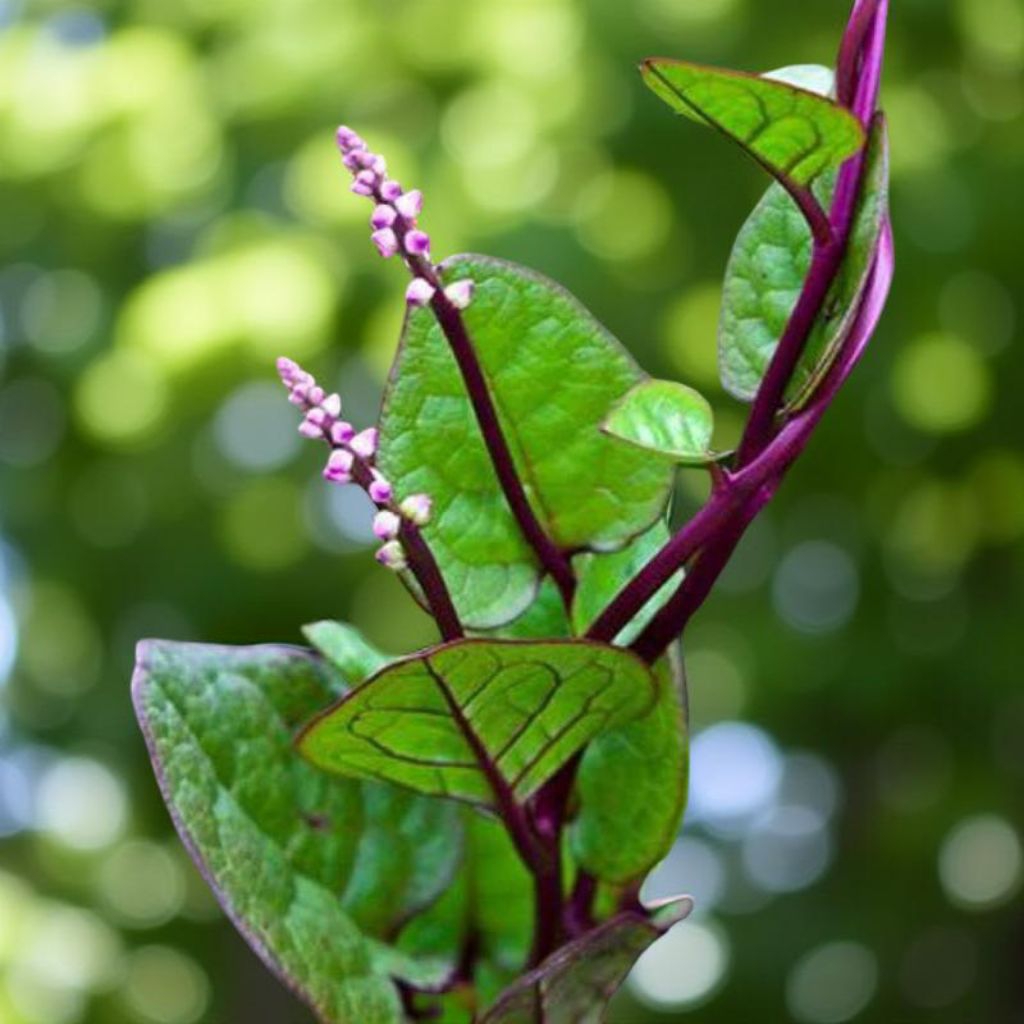 

Daun BINAHONG MERAH Fres Daun Brahma Daun Gendola Herbal Dengan Perawatan Jaminan Alami 100%