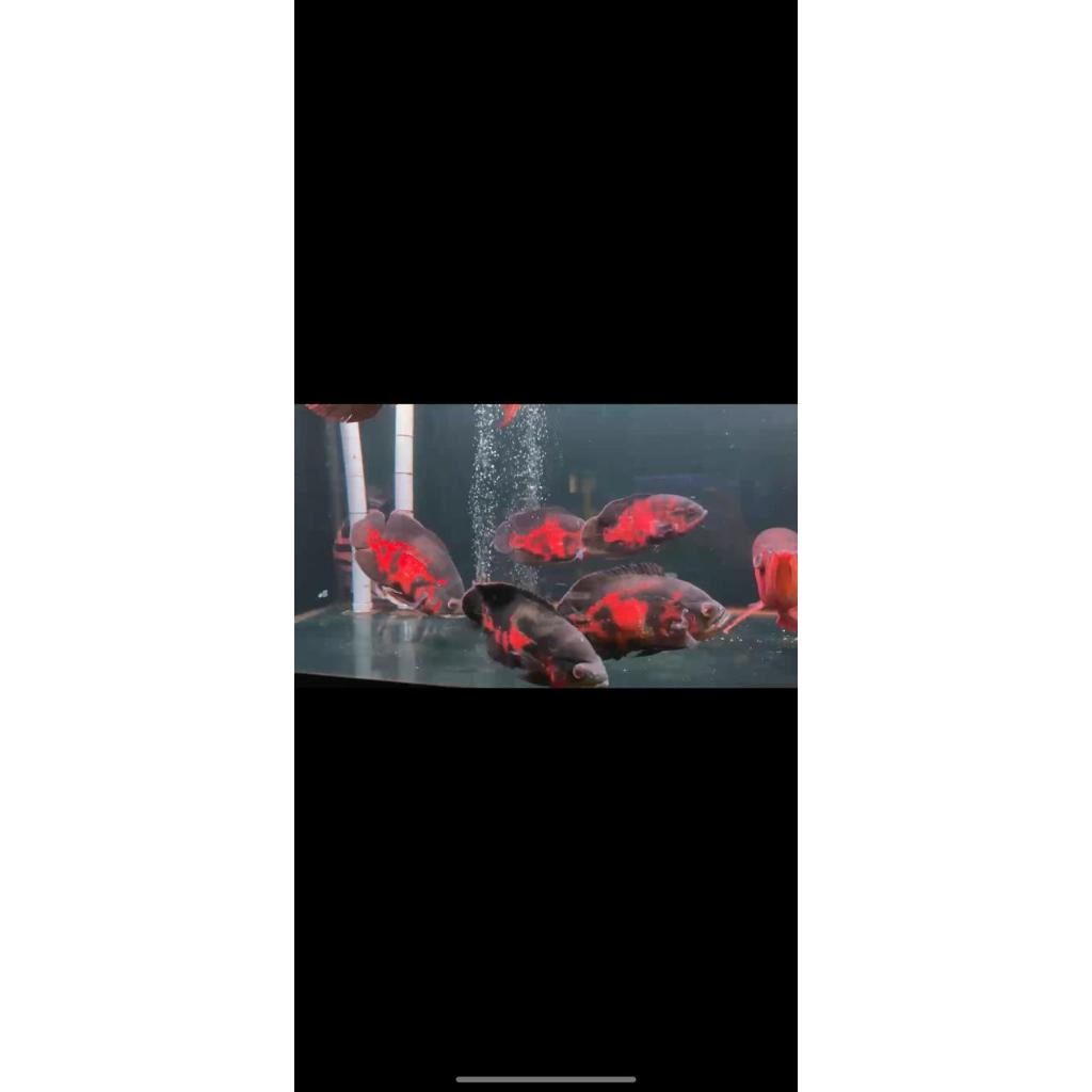 Oscar Tiger Black jumbo good marking 25cm import