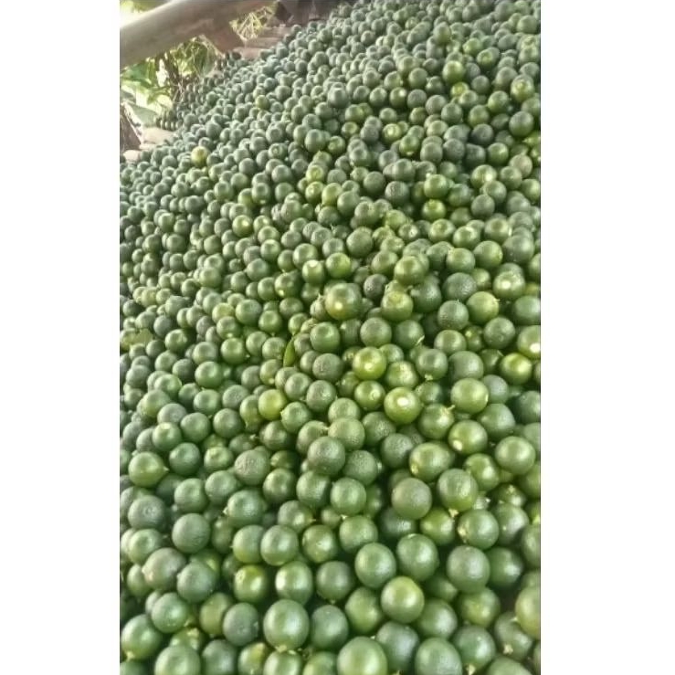 

Jeruk kunci / Jeruk sonkit