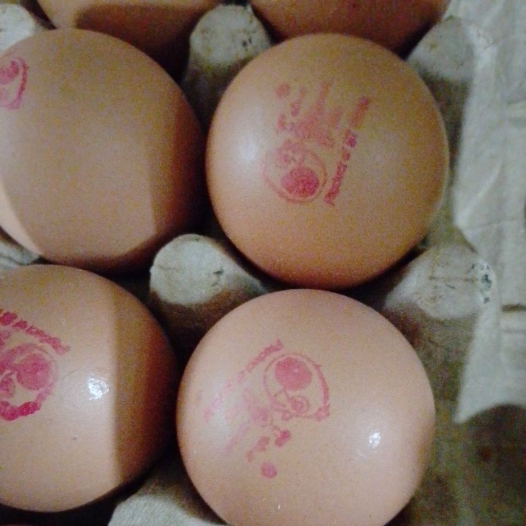 

Telur organik Omega3 TOP