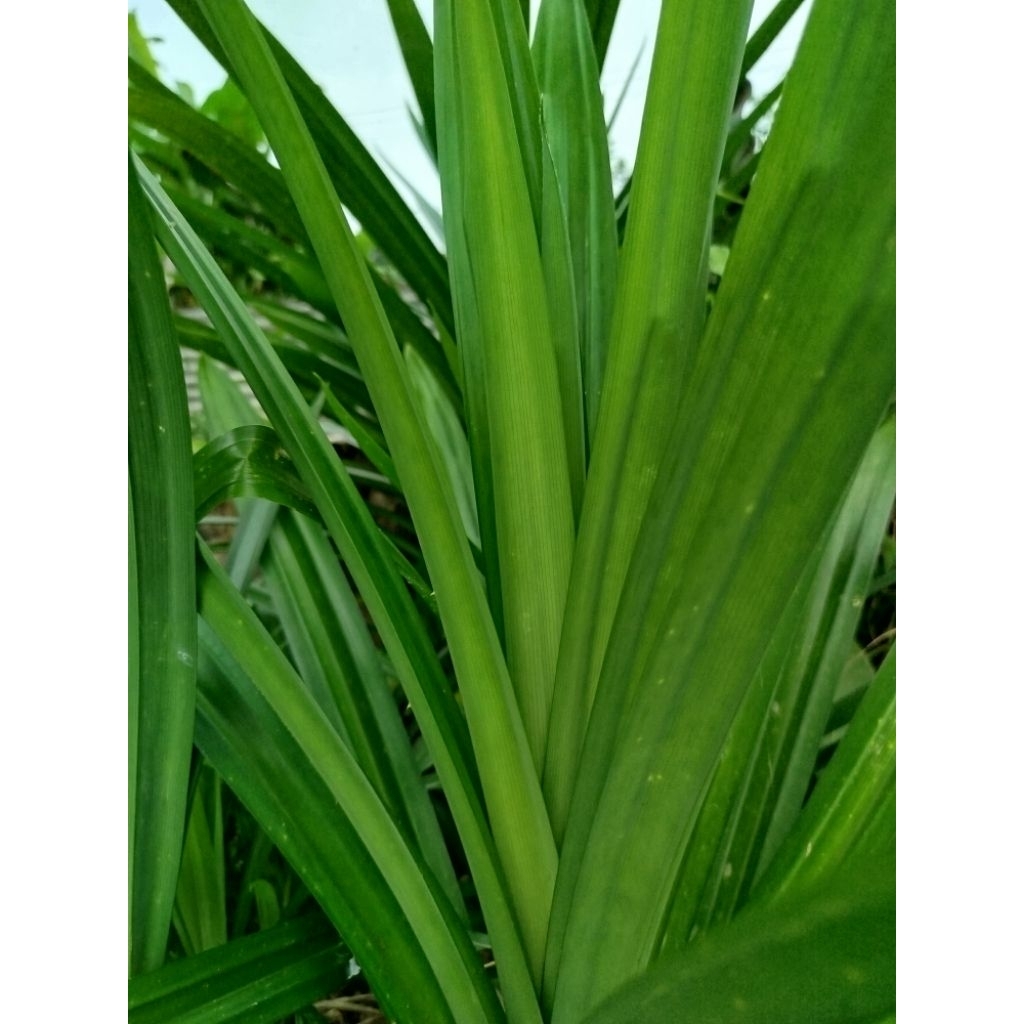 

bumbu pewangi alami masakan ada daun pandan ada serai daun salam harus sepaket dgn pesanan beras yg di kirim campur atau request