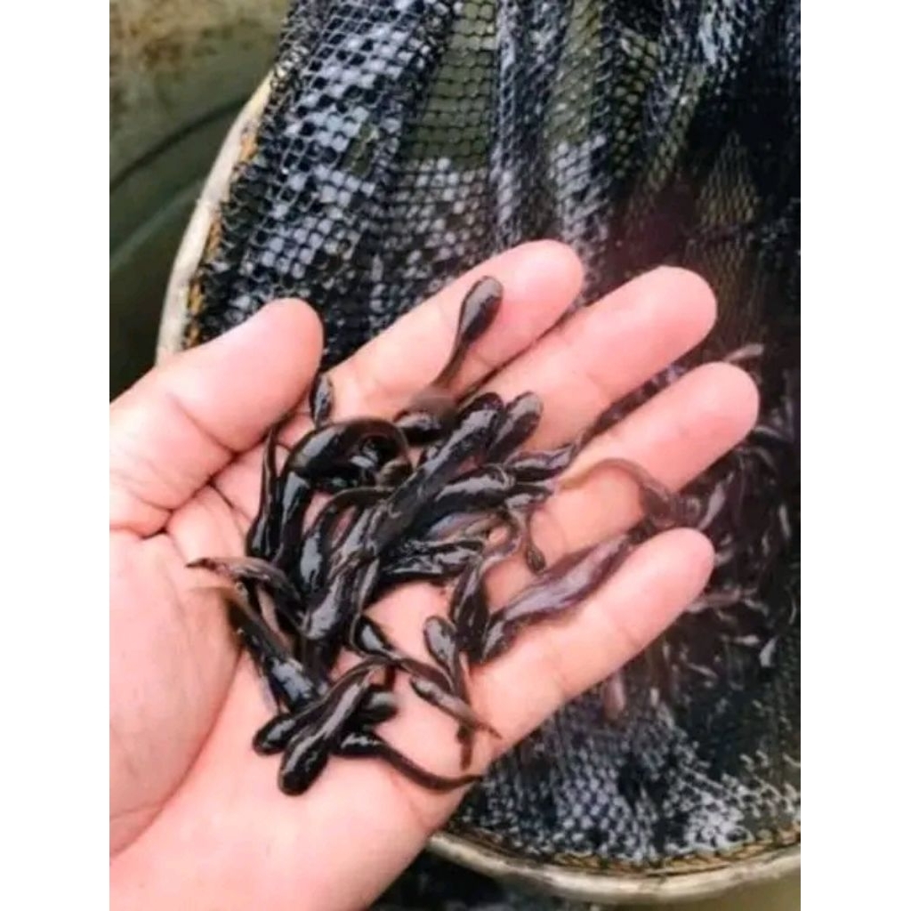 Bibit ikan lele ukuran 2-3cm paketan 20ekor