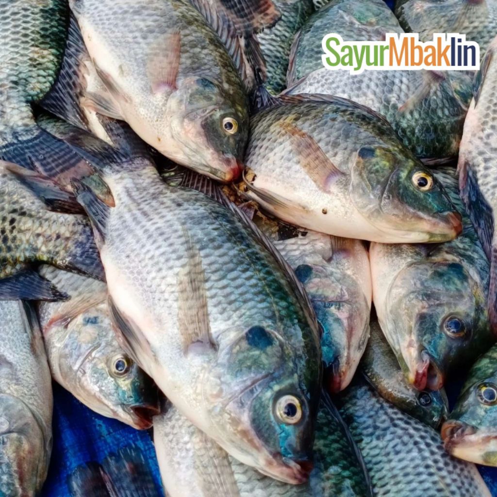 

Ikan Nila atau Mujair Segar 400-500g Sayurmbakiin