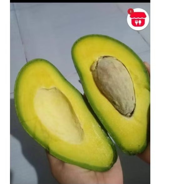 

Alpukat Mentega Jumbo Lampung