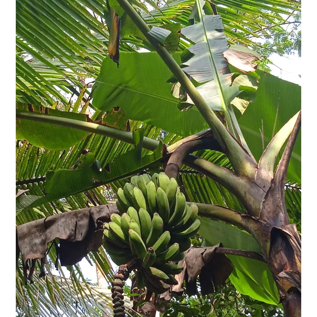 

Pisang RAJA BULU MADU manis suluh pohon 1 sisir/1kg